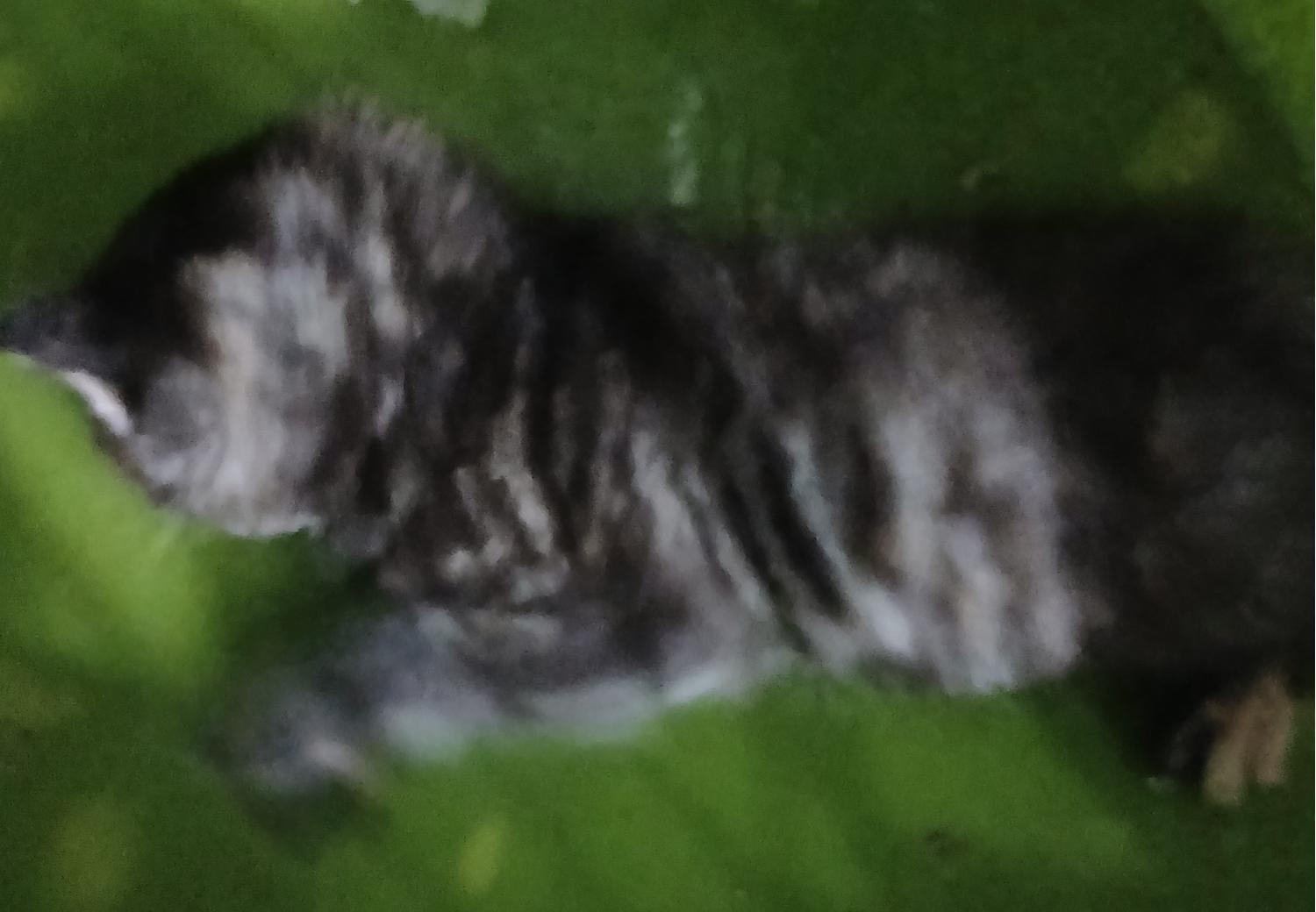 대구유기동물보호협회_427345202400804